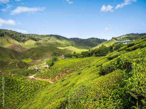 Tea plantation in the Cameron highlands © Jiw Ingka