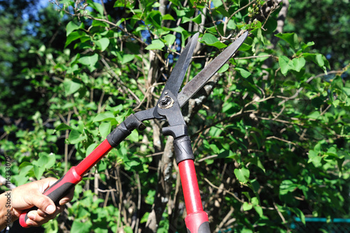 man cuts bush with scissors in the garden