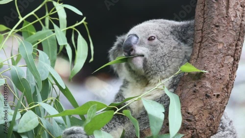 koala eating eucalyptus leaves