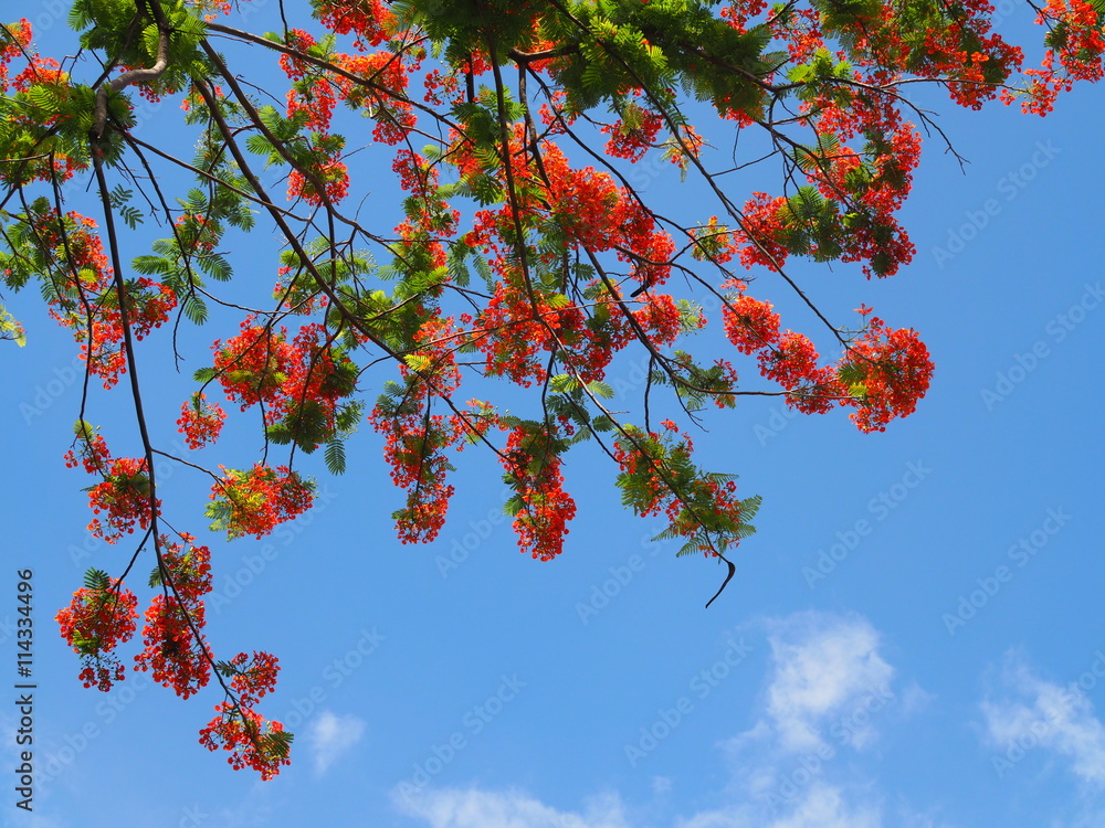 Beautiful red and orange Peacock flower on tree against with clear blue sky as background (selective focus). Beautiful red and orange Peacock flower on tree against with clear blue sky as background (selective focus).
