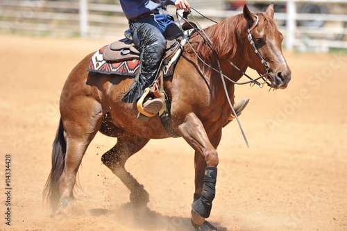 The side view of the rider in leather chaps sliding his horse forward and raising up the  © PROMA
