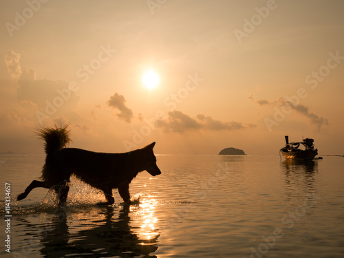 Perspectives silhouette of happy dog running in the sea at sunrise in summer time with long tail fishing boat reflect with water sea in background. (selective focus) © ieang