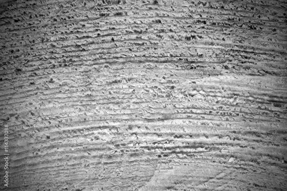 Obraz premium Wood texture