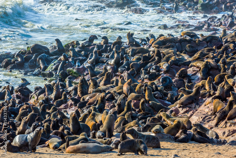 Fototapeta premium Reserve fur seals