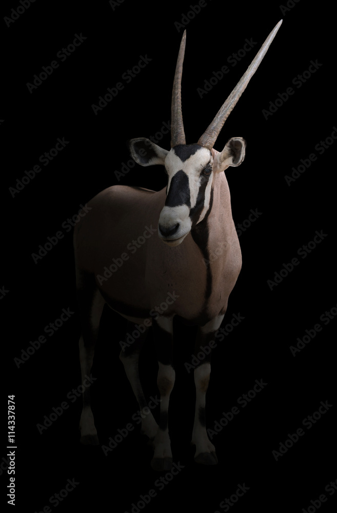 Fototapeta premium gemsbok or oryx