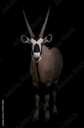 Fototapeta Naklejka Na Ścianę i Meble -  gemsbok or oryx