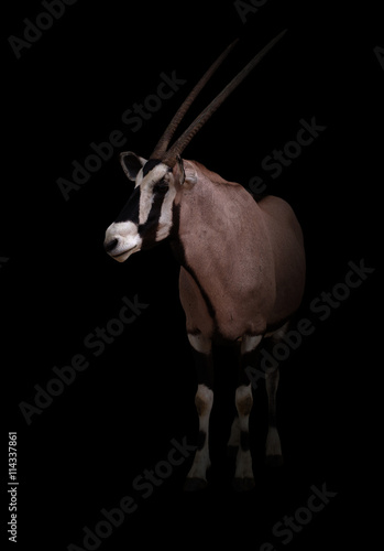 Fototapeta Naklejka Na Ścianę i Meble -  gemsbok or oryx