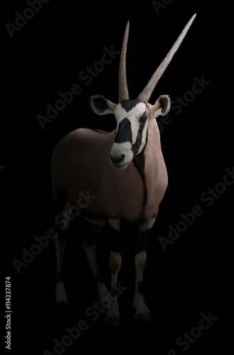Fototapeta Naklejka Na Ścianę i Meble -  gemsbok or oryx