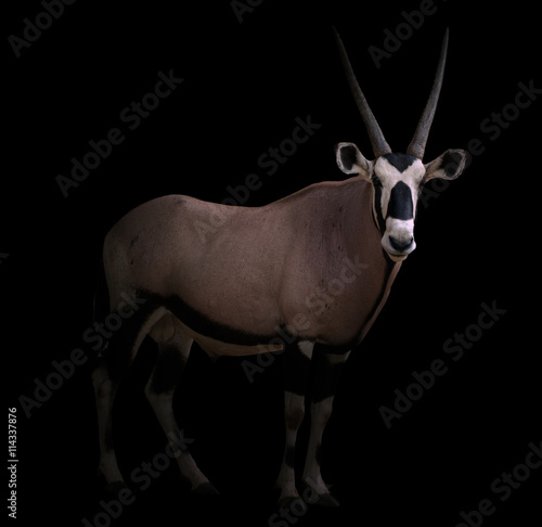 Fototapeta Naklejka Na Ścianę i Meble -  gemsbok or oryx