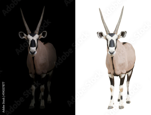 oryx or gemsbok in dark background photo