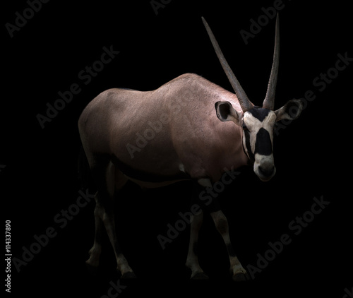 Fototapeta Naklejka Na Ścianę i Meble -  gemsbok or oryx