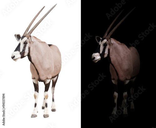 Fototapeta Naklejka Na Ścianę i Meble -  oryx or gemsbok in dark background