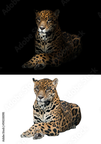 Fototapeta Naklejka Na Ścianę i Meble -  jaguar on black and white background
