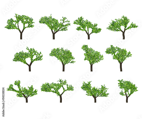 Silhouettes of trees on white background. Realistic green tree.