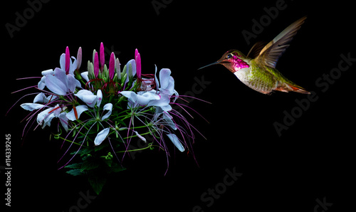 Hummingbird visits tropical flower black background © mbolina