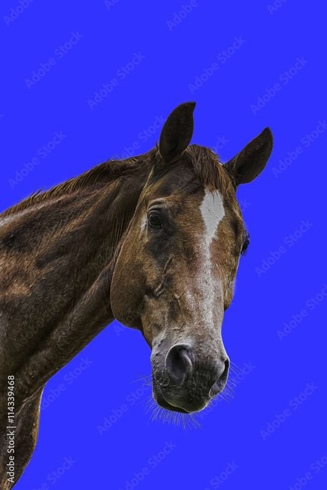 Fototapeta premium isolated horse head