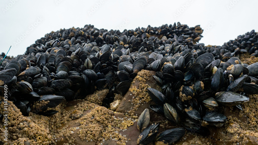 Fresh mussel on rocks at the beach