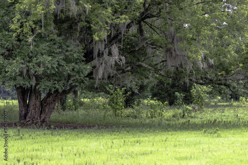 Tree with spanish moss in a field