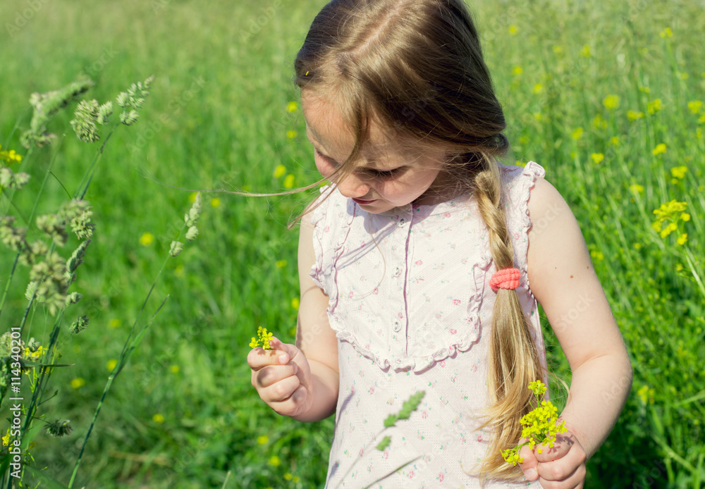 Little Girl In Meadow Field Picking Flowers Little Girl In Meadow Field Picking Flowers