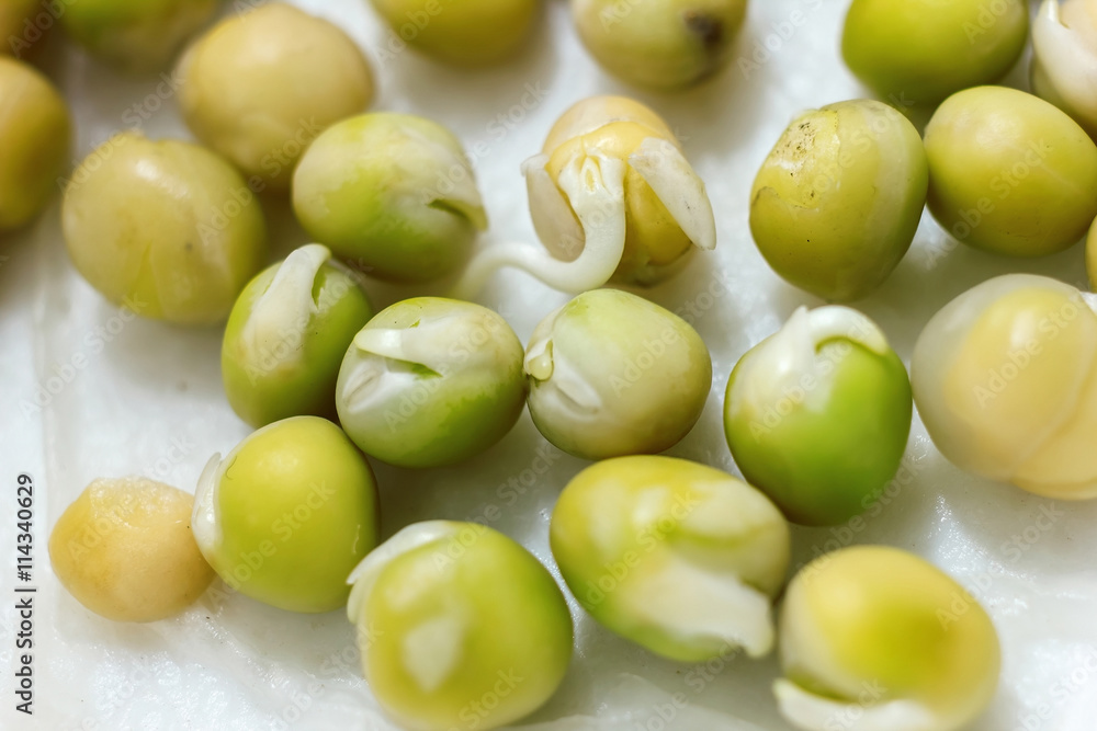 sprouting pea pods for planting in early spring, sprouted grain sprouting pea pods for planting in early spring, sprouted grain