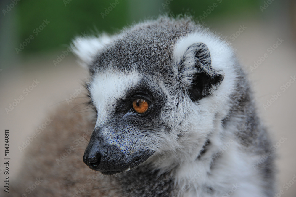 Fototapeta premium Lemur 2