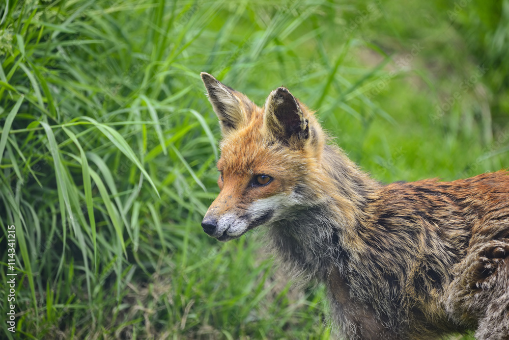 Stunning male fox in long lush green grass of Summer field