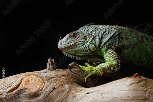 Green Iguana on branch