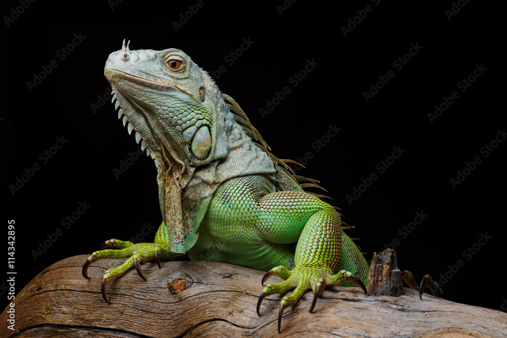 Fototapeta premium Iguana on dark background. Black and white image