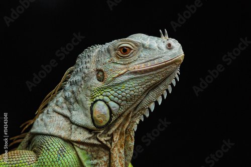 Close-up of a male Green Iguana (Iguana iguana).