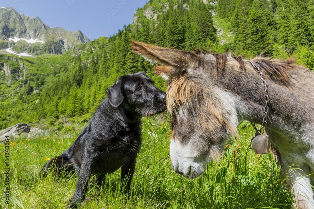 Dog kissing his donkey friend on forehead. Love story. Multicultural friendship stories.