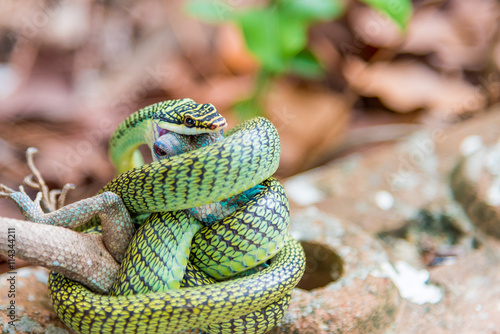 Fotografija The Golden Tree Snake (Chrysopelea ornata) is eating  lizard