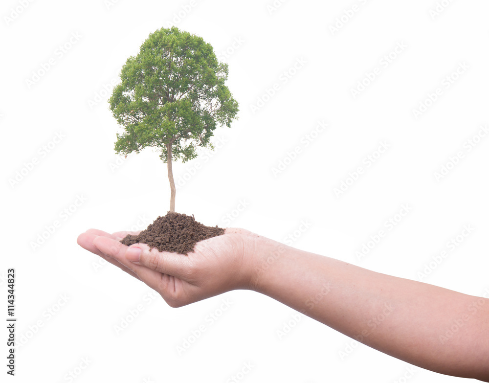 Hand and plant isolated on white background Hand and plant isolated on white background