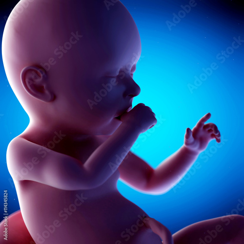 medical 3d animation of a fetus - week 40