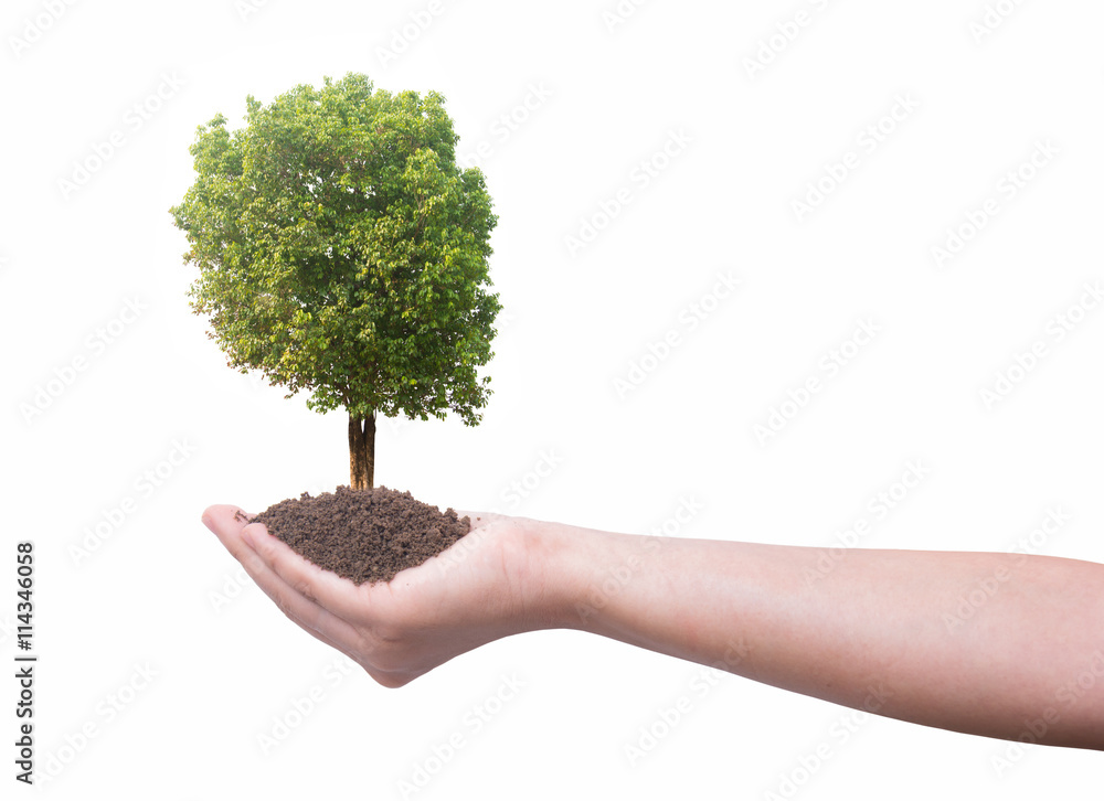 Hand and plant isolated on white background Hand and plant isolated on white background