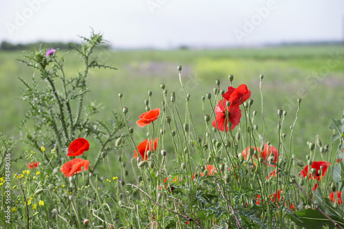 Poppies  salvia and thistle  on the field background