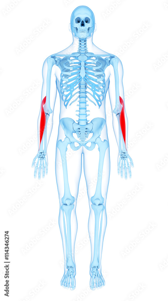 medically accurate illustration of the brachioradialis medically accurate illustration of the brachioradialis