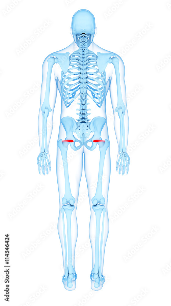 medically accurate illustration of the superior gemellus medically accurate illustration of the superior gemellus