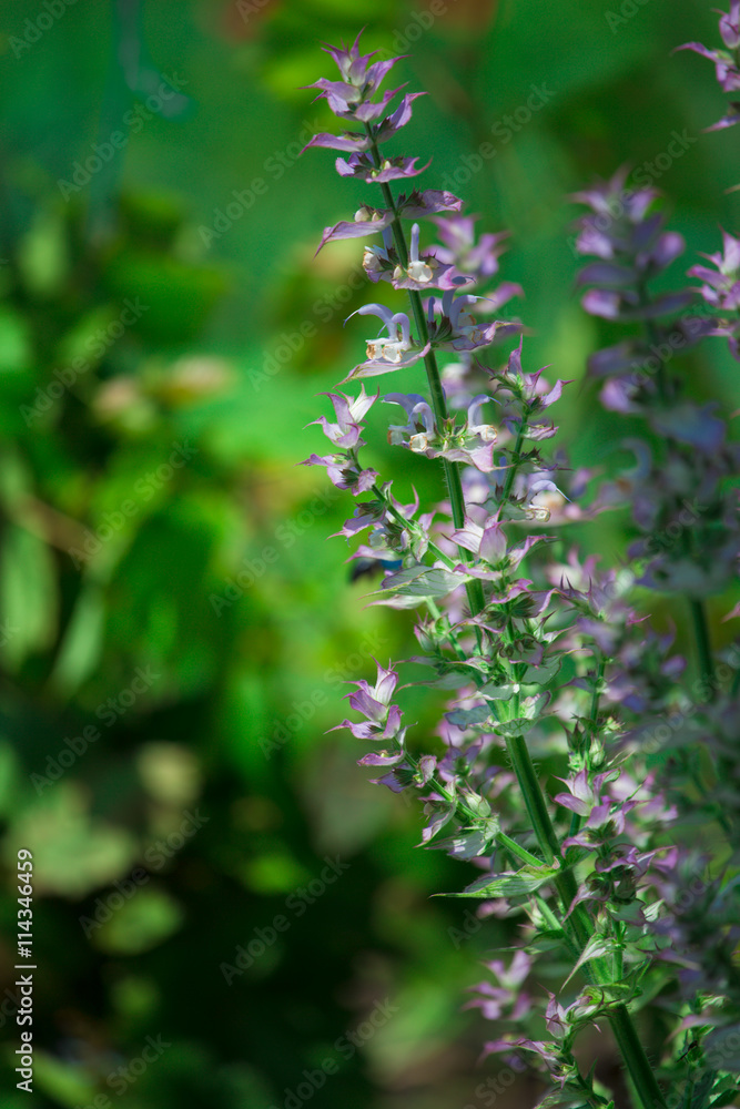 medicinal plants salvia on the green background