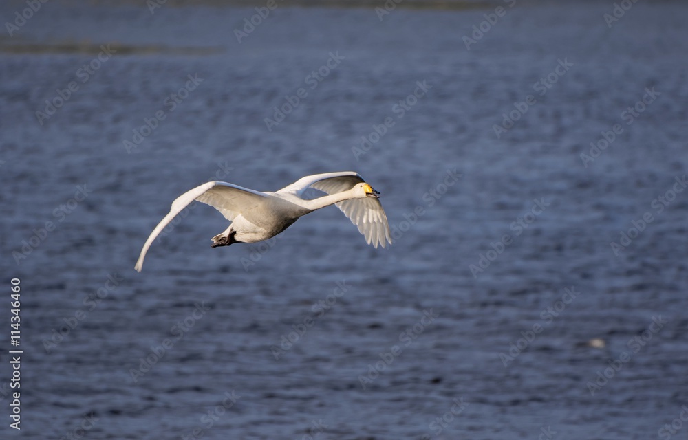 Whooper swan (Cygnus cygnus) flying above a lake on a sunny spring day in Finland. Whooper swan (Cygnus cygnus) flying above a lake on a sunny spring day in Finland.