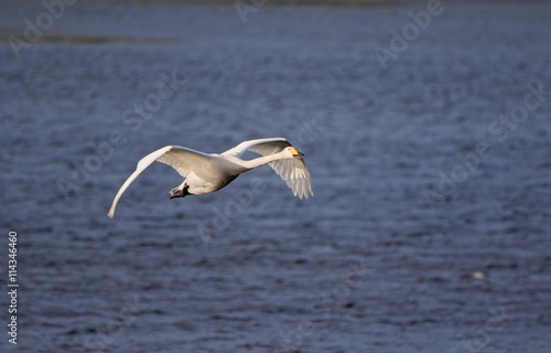 Whooper swan (Cygnus cygnus) flying above a lake on a sunny spring day in Finland.