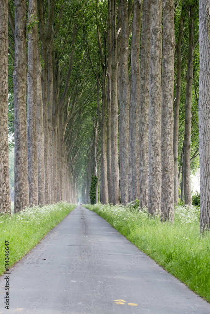 Fototapeta premium Forrest