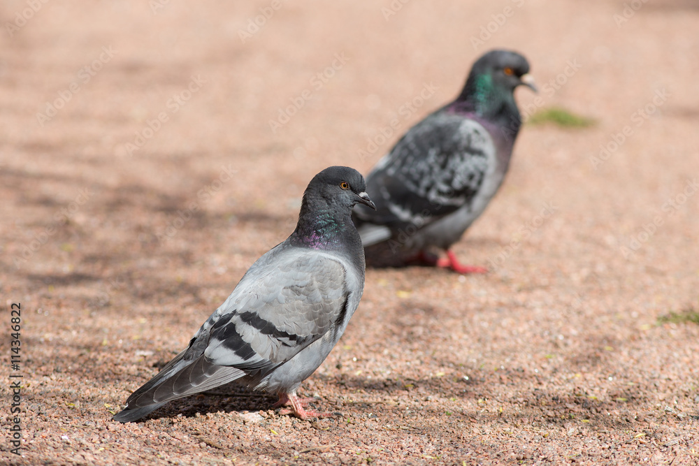Obraz premium two pigeons sitting on the ground