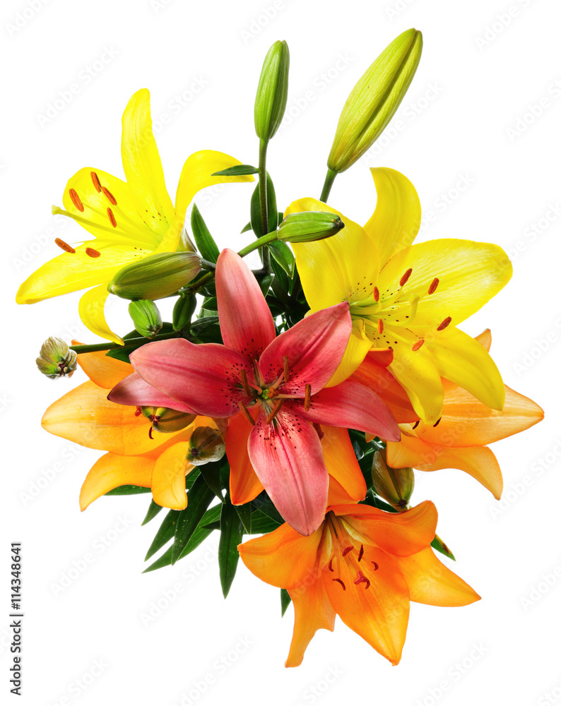 Multicoloured lilies Multicoloured lilies