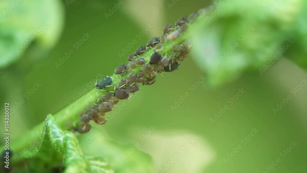 Video 3840x2160 - Destructive aphids are crowded around a plant stalk, draining it of life-giving fluids before moving on to the next stalk. Video 3840x2160 - Destructive aphids are crowded around a plant stalk, draining it of life-giving fluids before moving on to the next stalk.