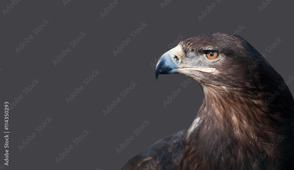 Obraz premium Portrait of an eagle's head on an isolated background.