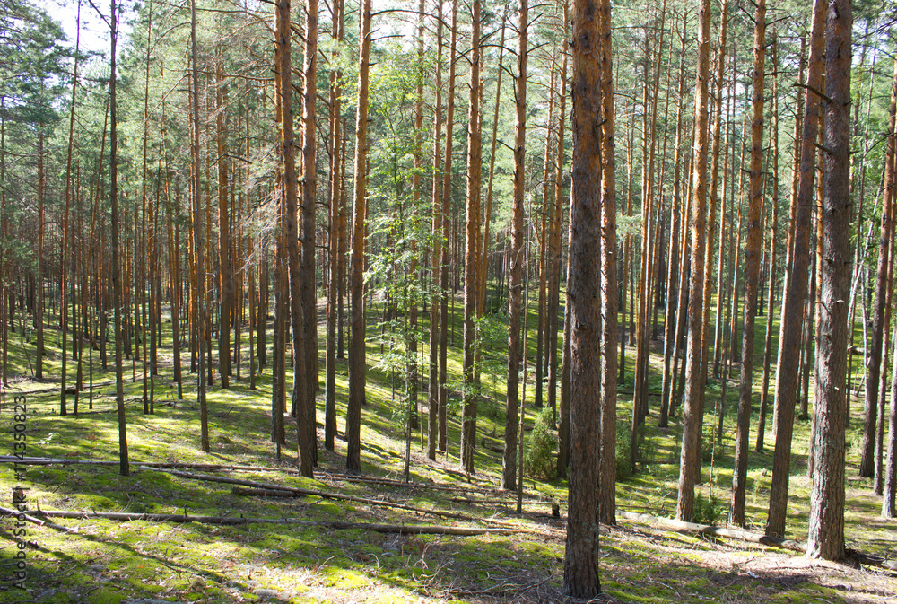 Obraz premium Summer pine-tree forest