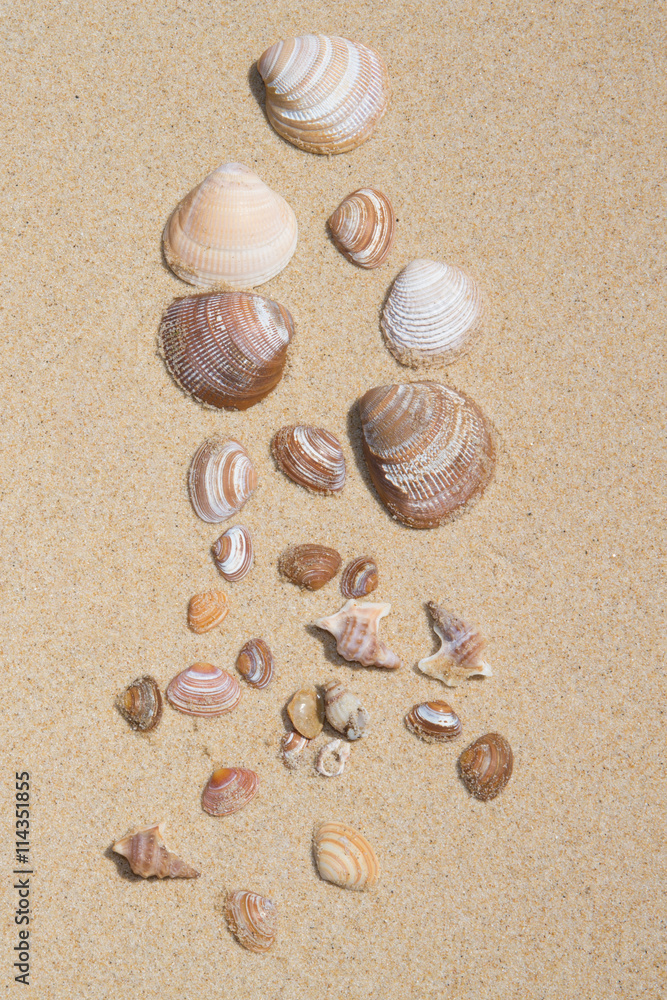 Sea shells with sand as background for designer Sea shells with sand as background for designer