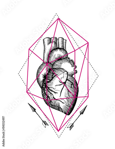 illustration anatomical heart