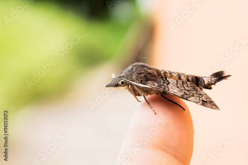 Amphion floridensis catch on finger