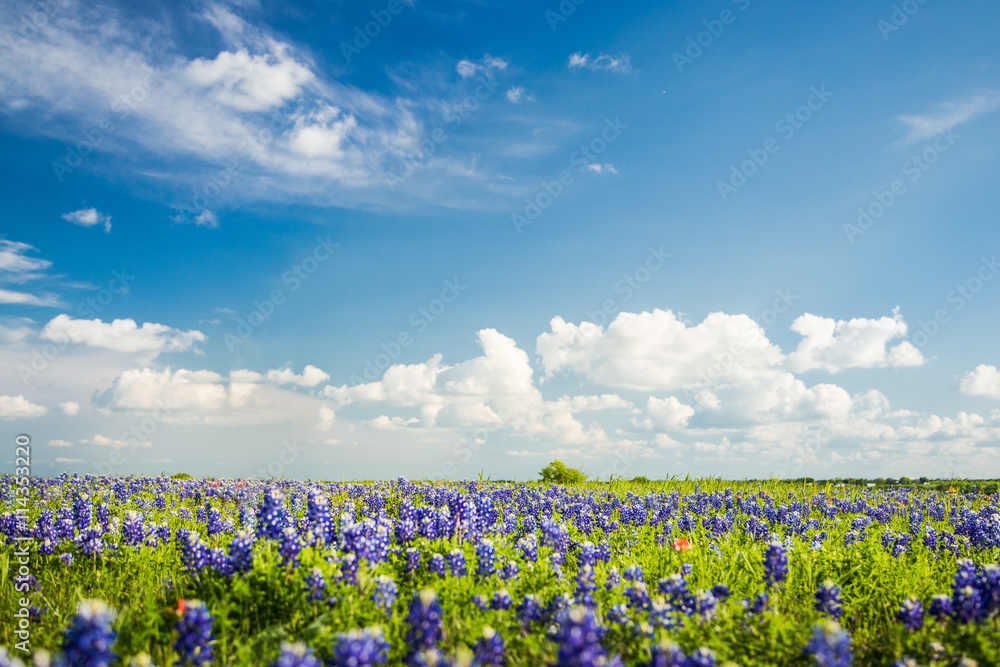 Texas Bluebonnet filed and blue sky in Ennis.